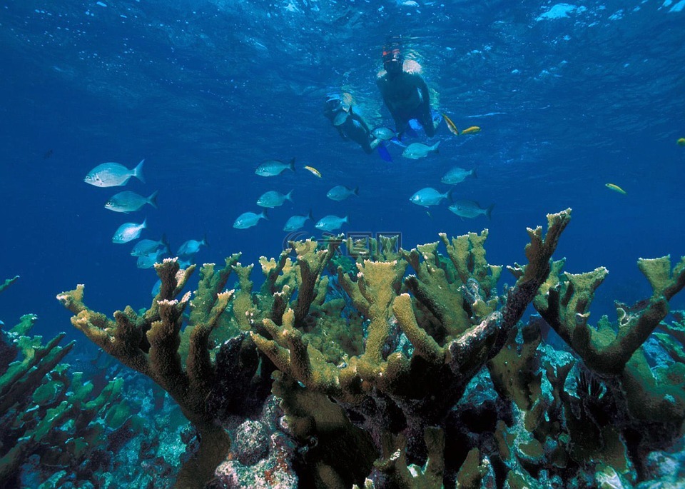 埃尔克霍恩珊瑚,礁,海洋