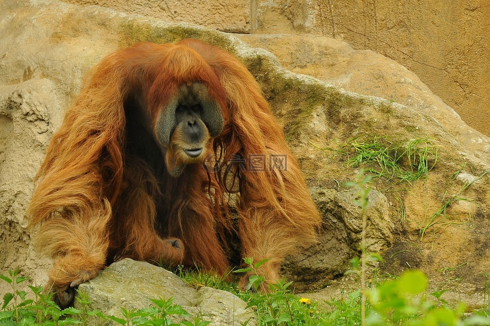 orang 组,动物园,动物