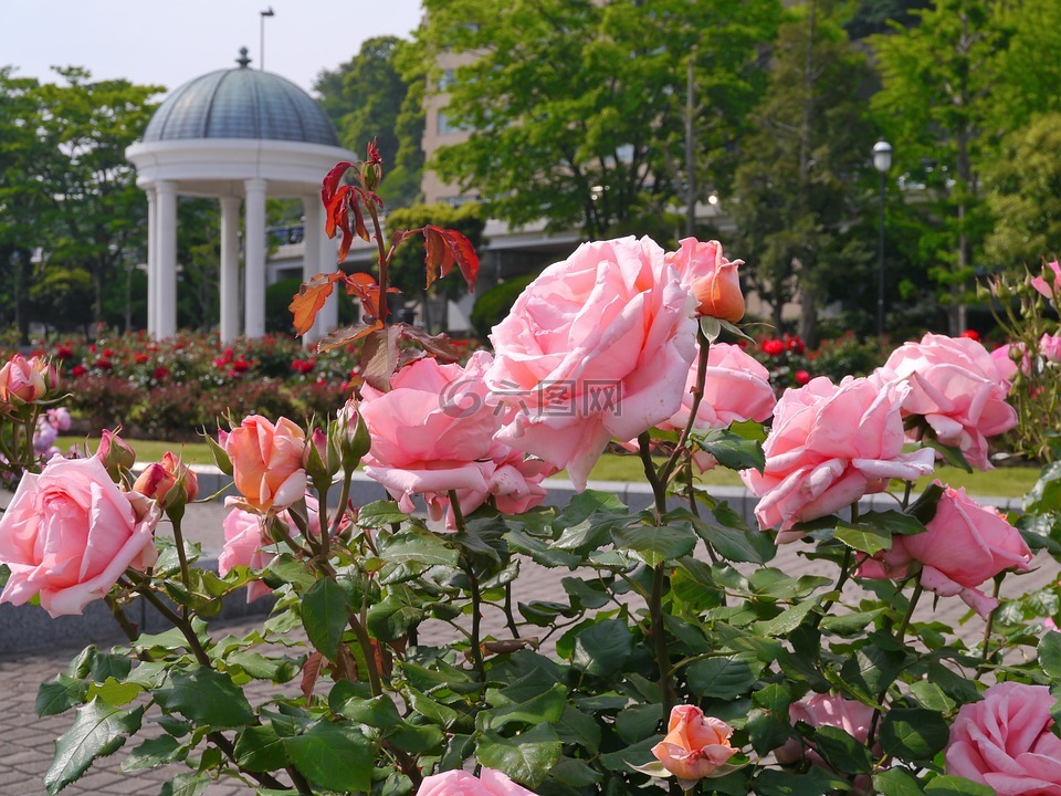 verny 公园,法国,玫瑰