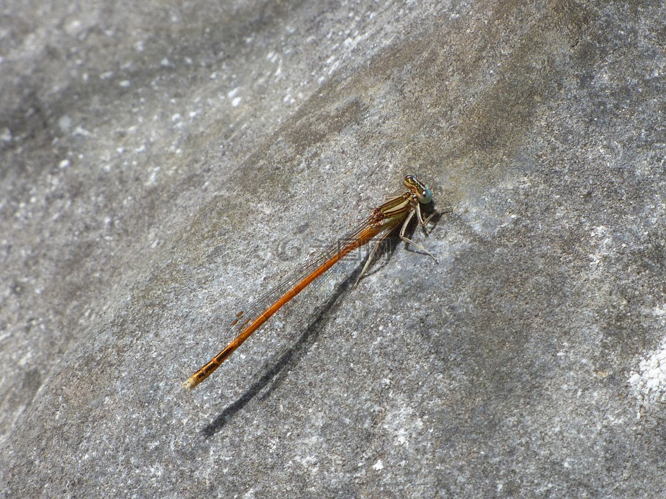 platycnemis acutipennis,橙色的蜻蜓,岩