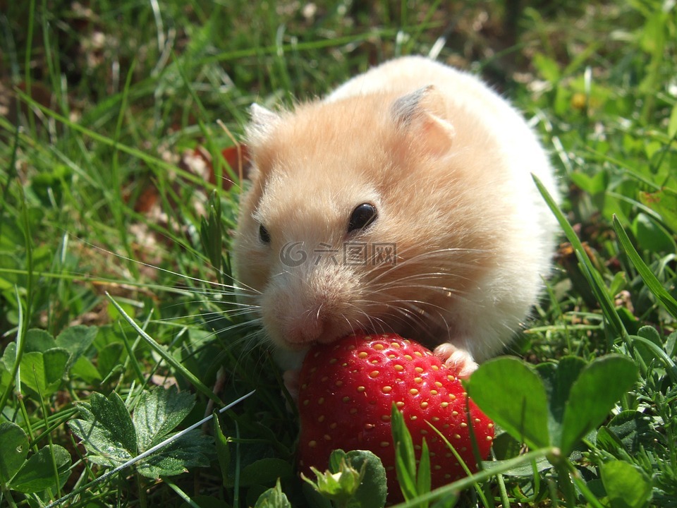 仓鼠,金,草莓