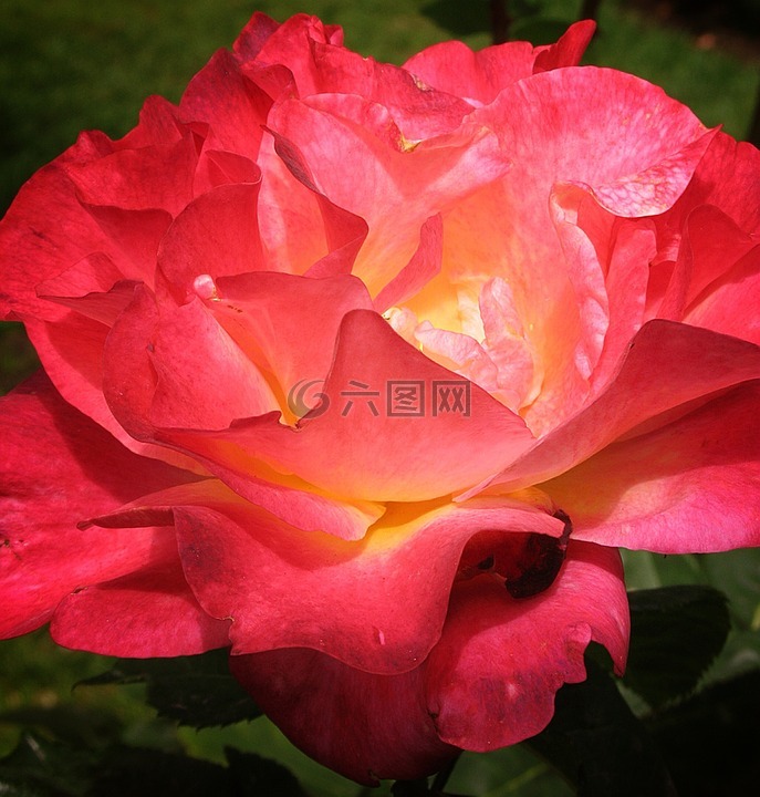 玫瑰,深粉红色,花