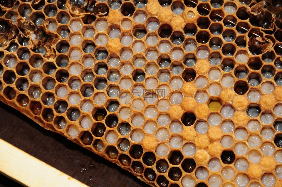 蜂窝,煨,蜜蜂