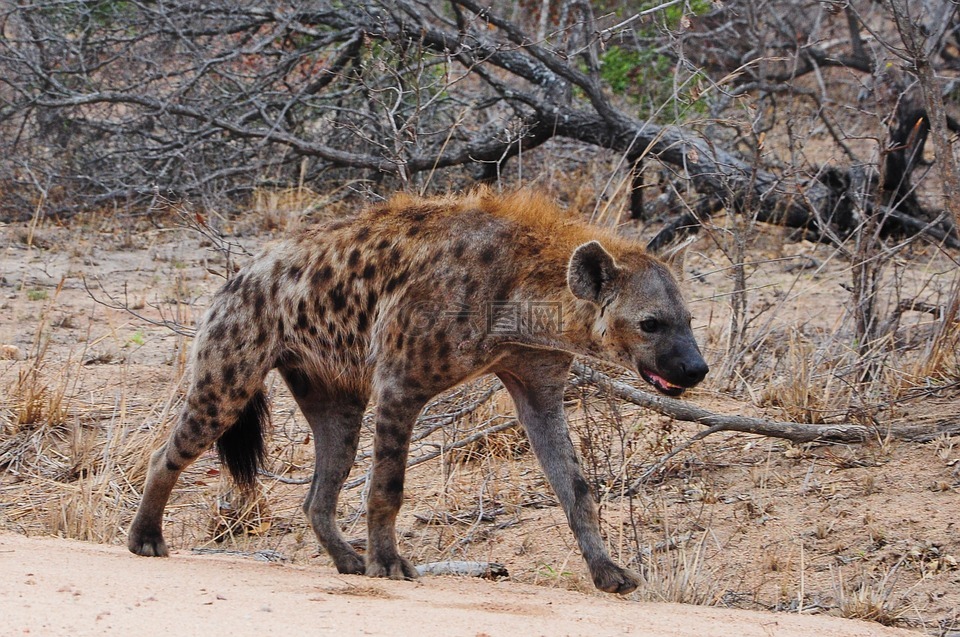 克鲁格,非洲,鬣狗