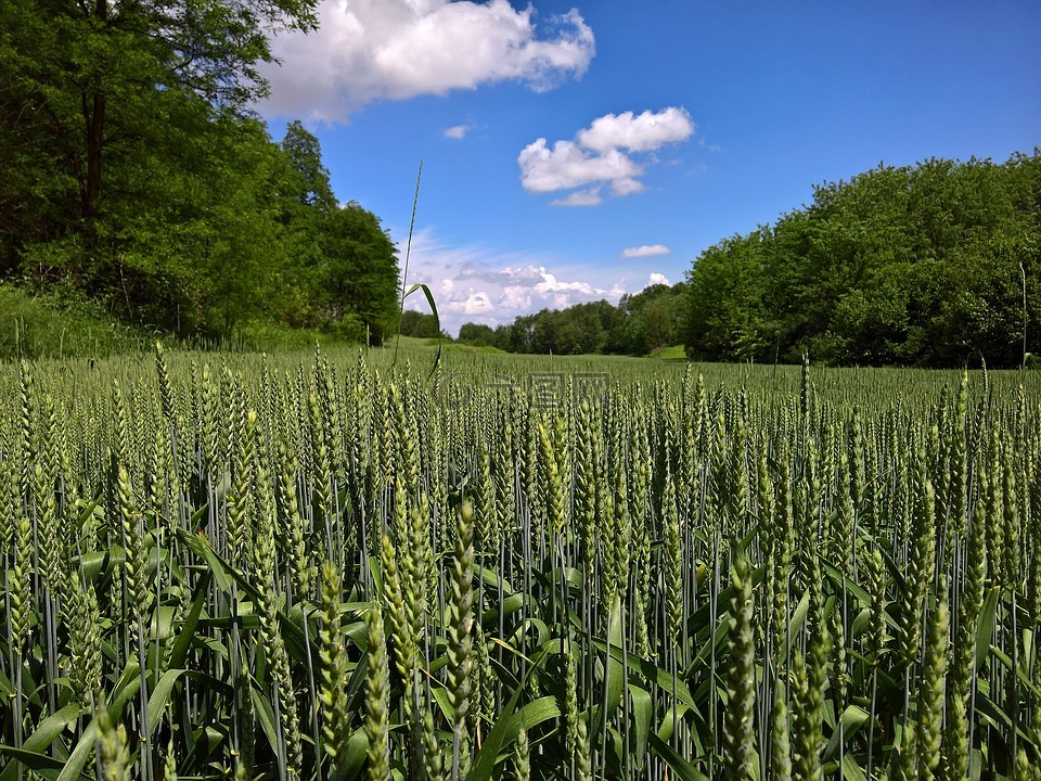景观,小麦在春季,天空