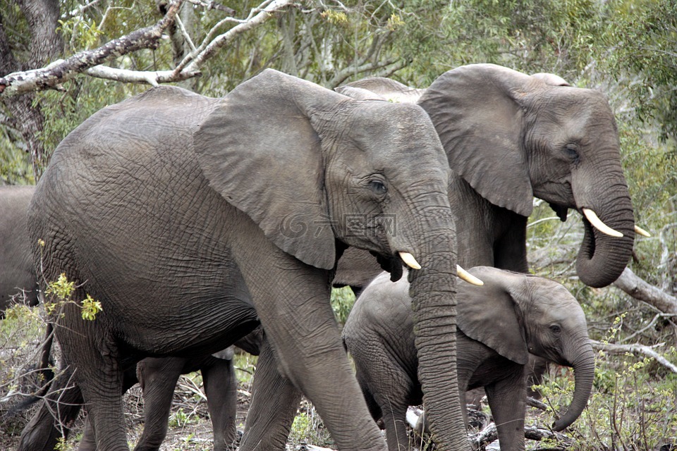 群的大象,象,非洲