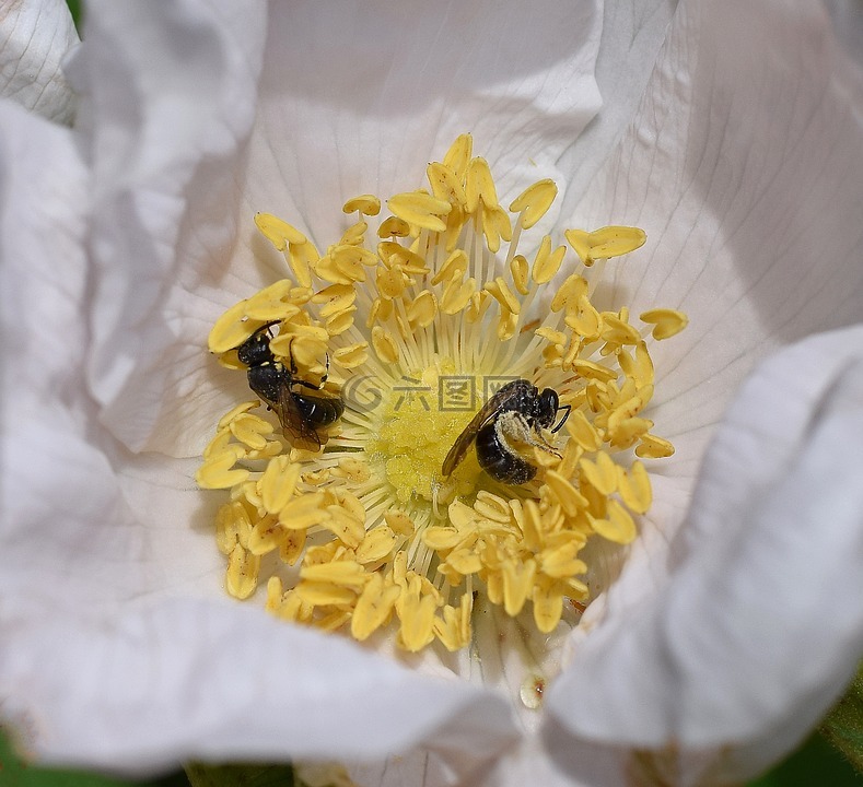 黄蜂在玫瑰,黄蜂,scolia黄蜂