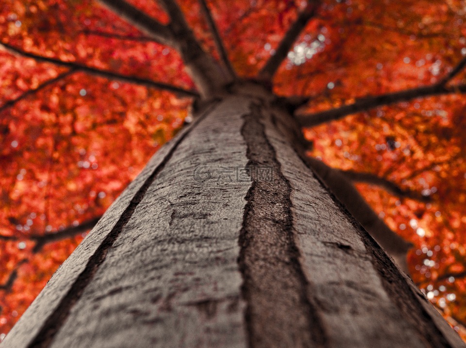 秋,树,自然