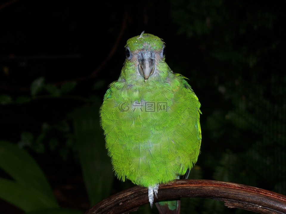 鹦鹉,绿色,全身羽毛