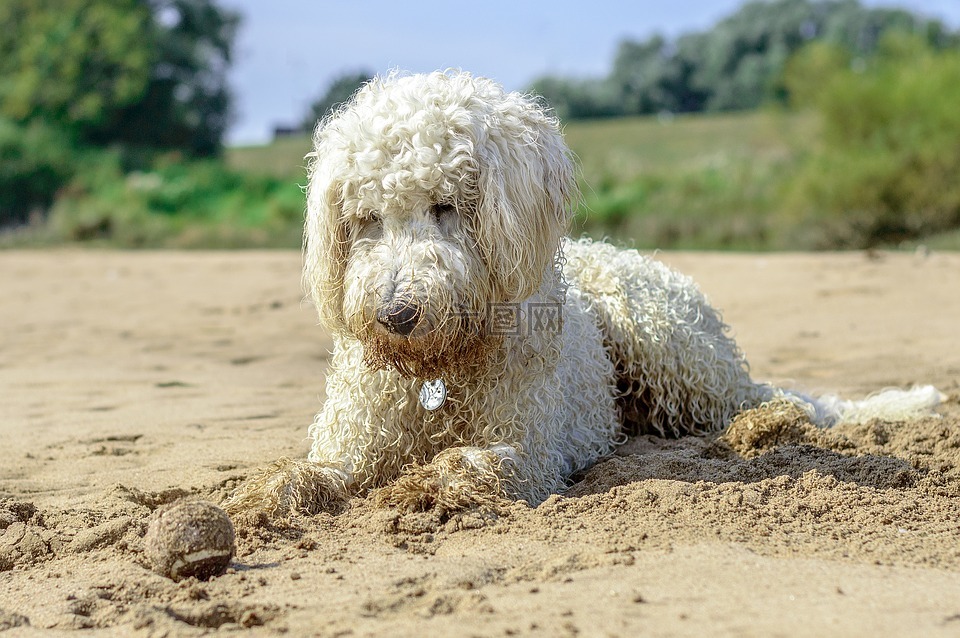 黄金贵宾犬,海滩,球