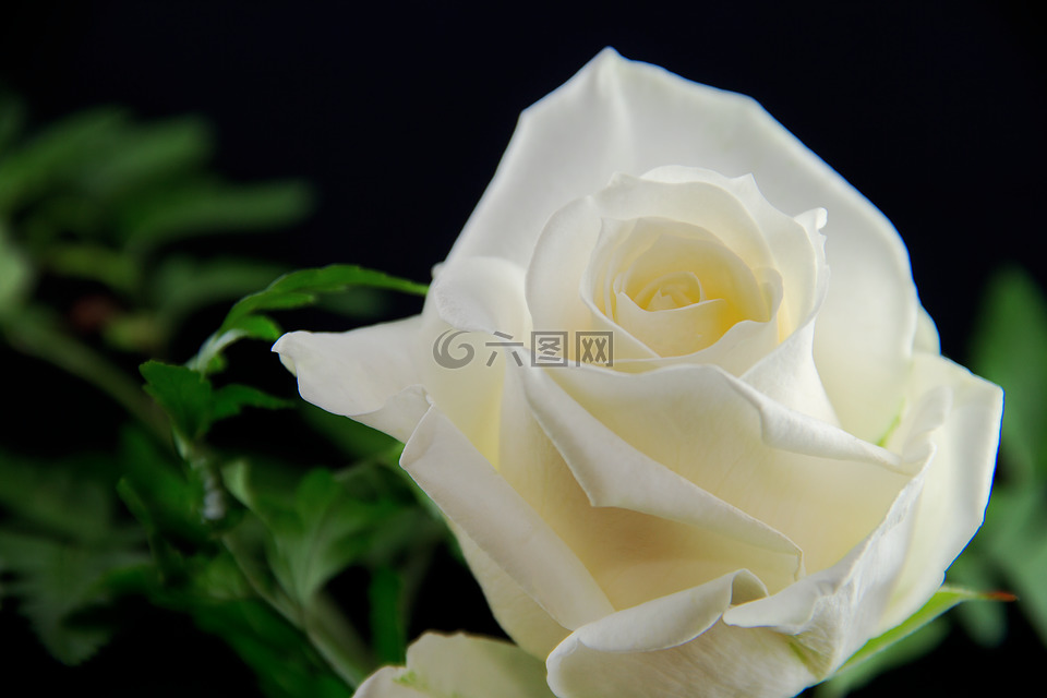 玫瑰,花,白