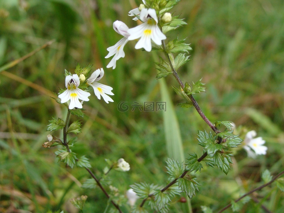 smetljika,草药,花