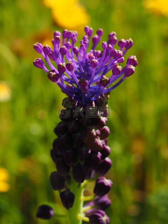 萧葡萄风信子,开花,花