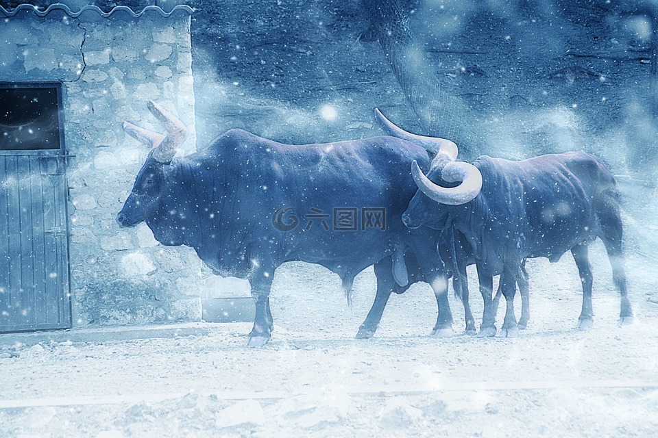 水牛,动物,雪