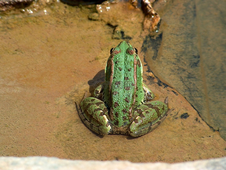 青蛙,batráquio,湖