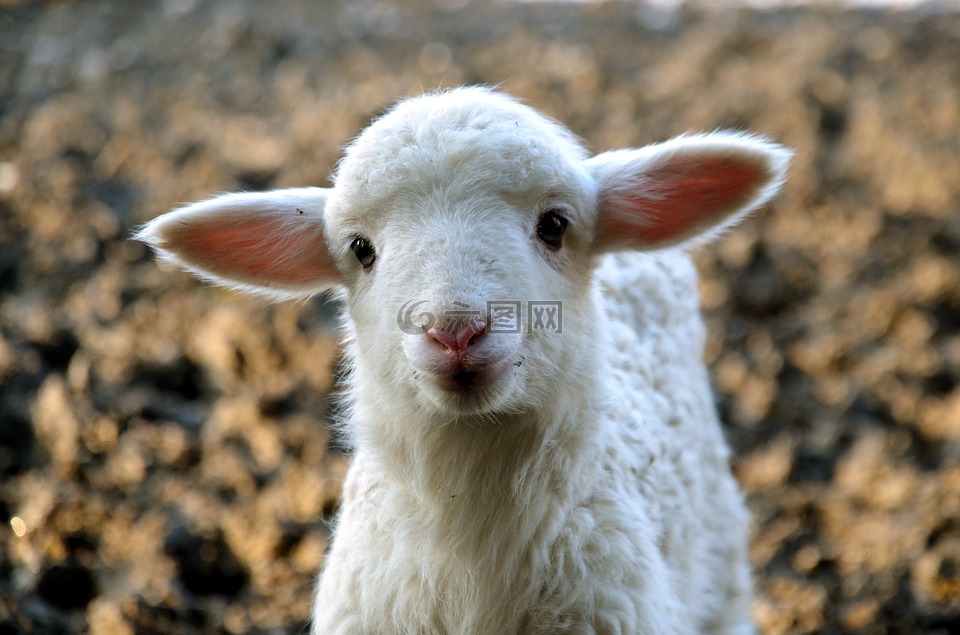 羔羊,可爱,动物区系