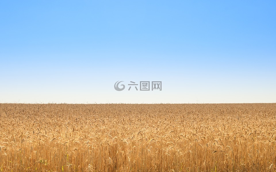 金,原野,小麦