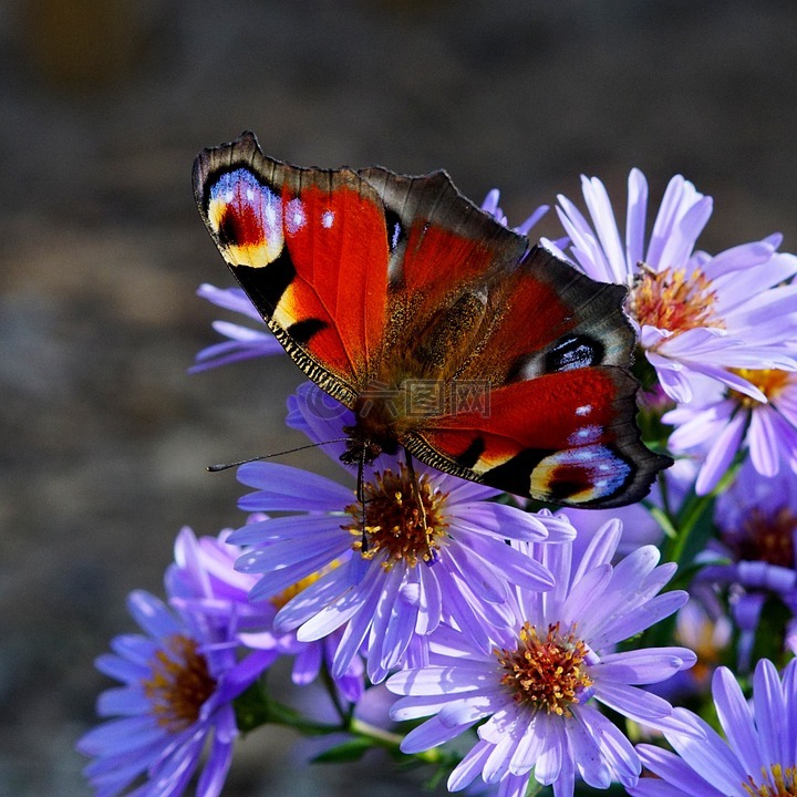 蝴蝶,花卉,性质