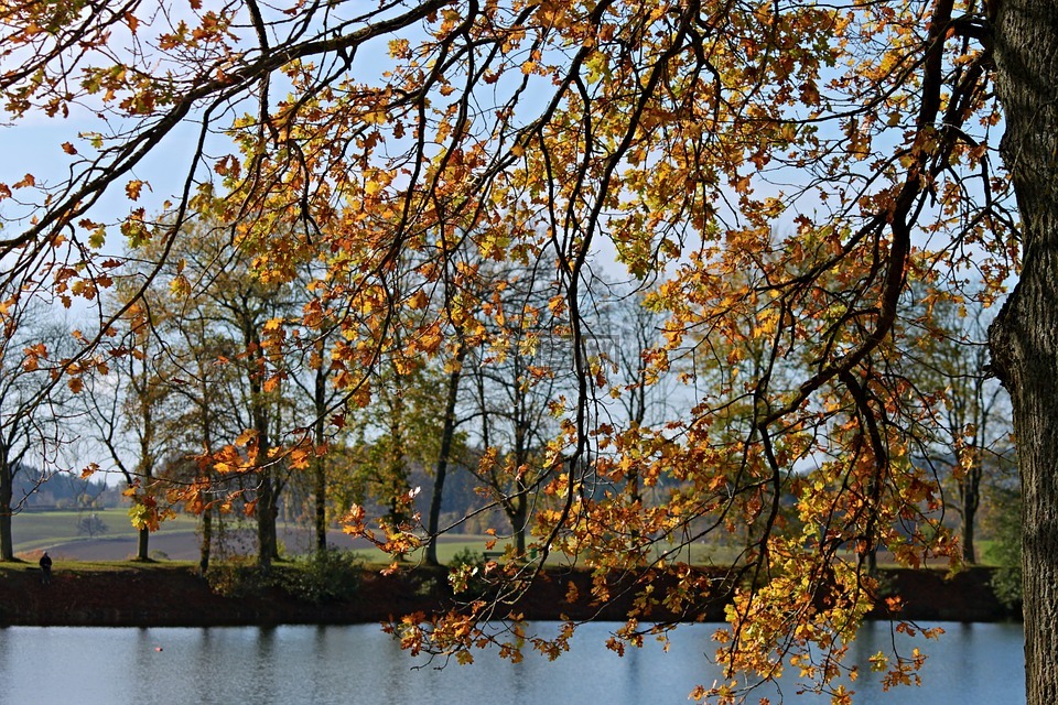 景观,秋天风景,湖