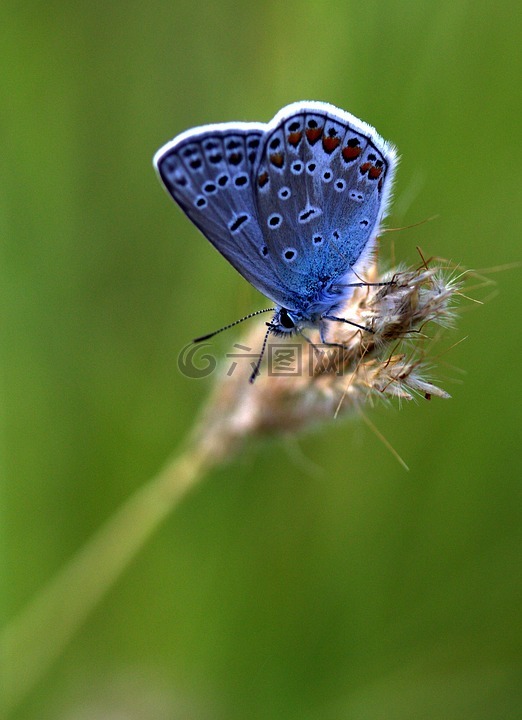 蝴蝶,蓝色,翅膀