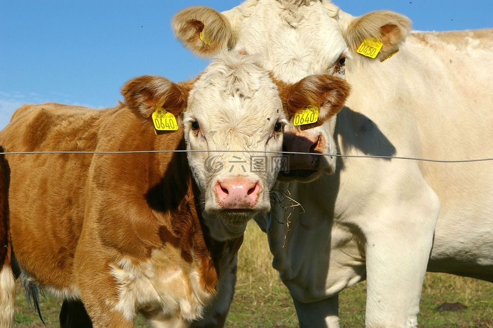 ko,小牛,母牛