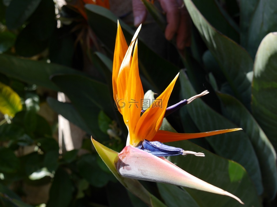 strelitzias,天堂鸟花,鹦鹉百隆