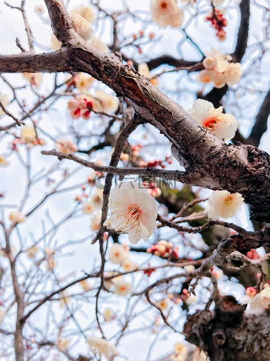 木材,季节性,自然