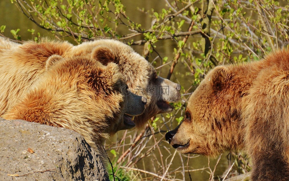 熊,wildpark 地点,播放