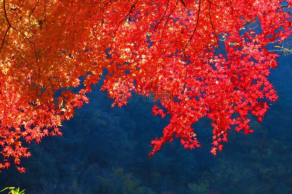 秋季树叶,秋季,日本