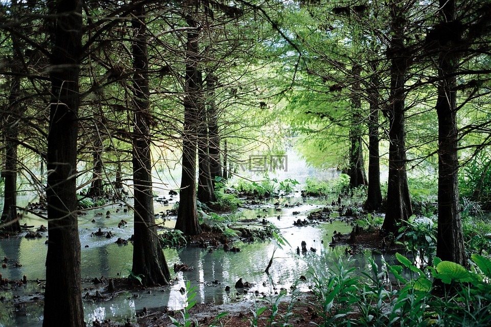 林间小溪,树林,绿植