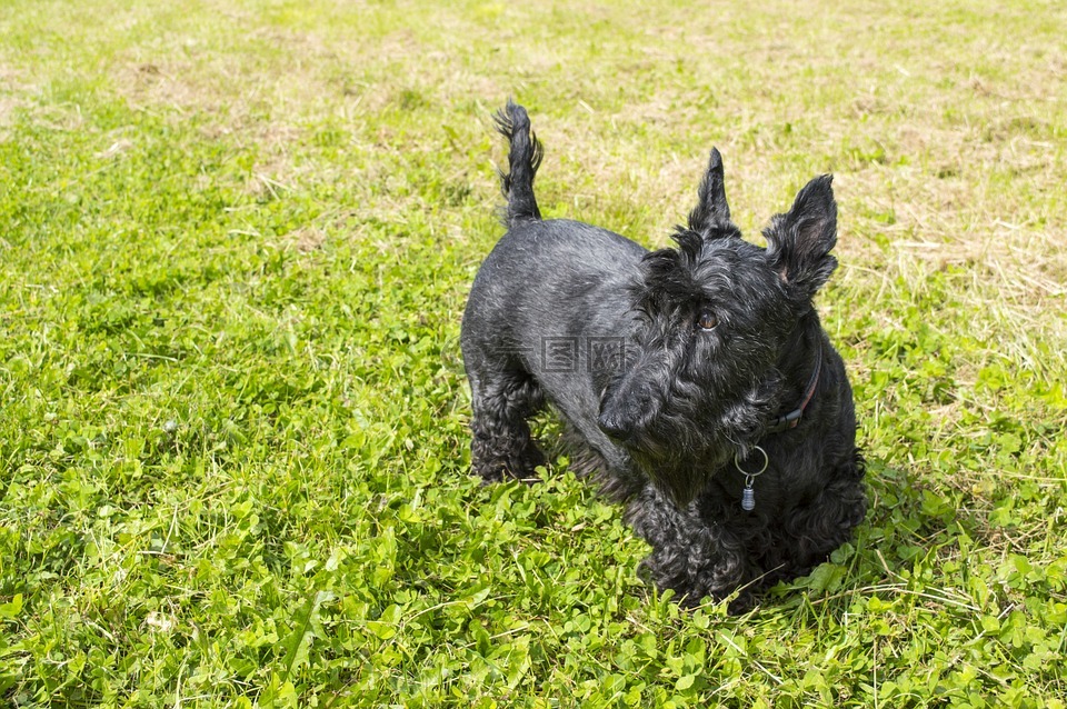 狗,小猎犬,苏格兰梗