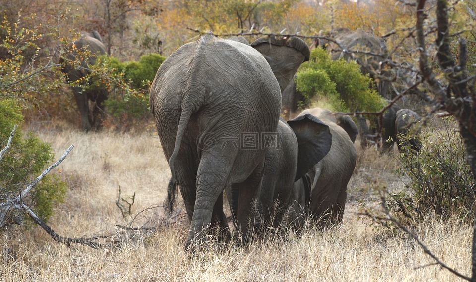 大象,群,野生动物