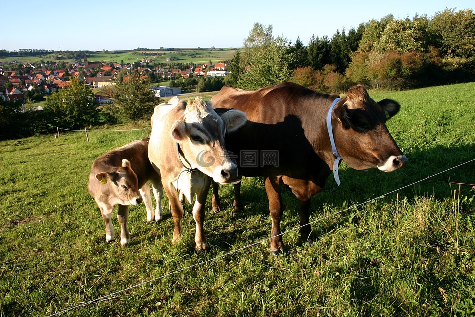 奶牛,牧场,景观
