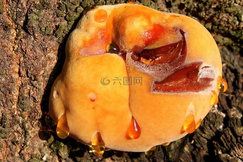 年轻的火种,眼泪,火种