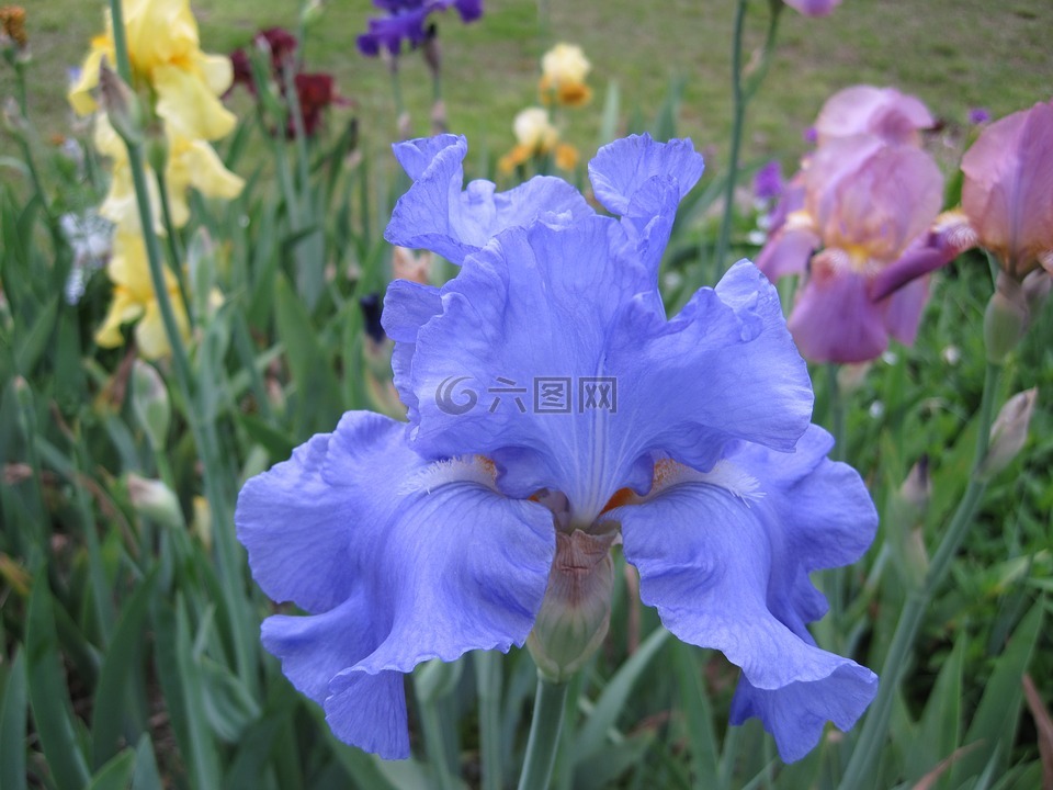 蓝色虹膜,鸢尾花,花
