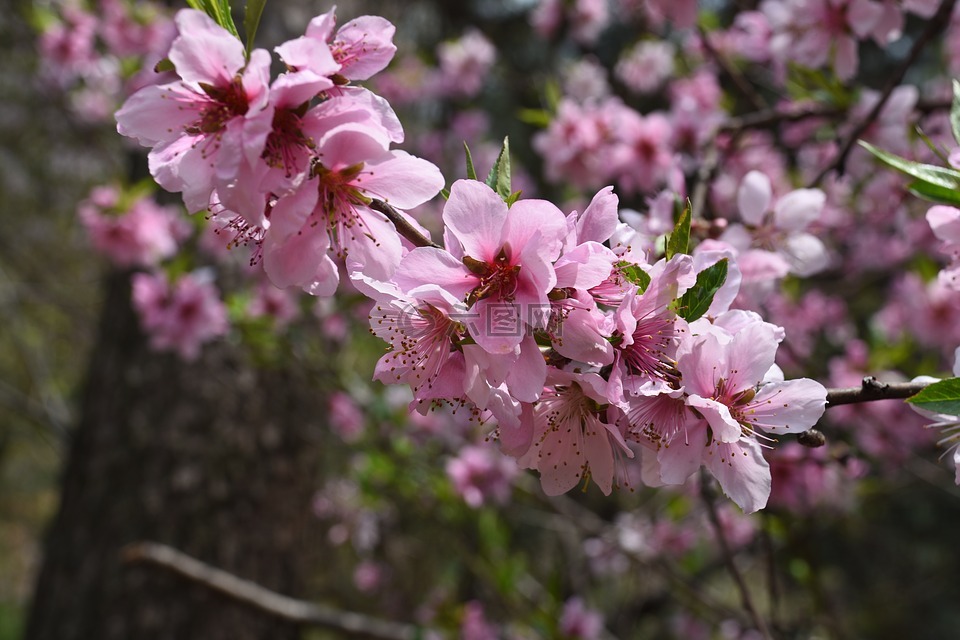 桃花开,粉色,春天