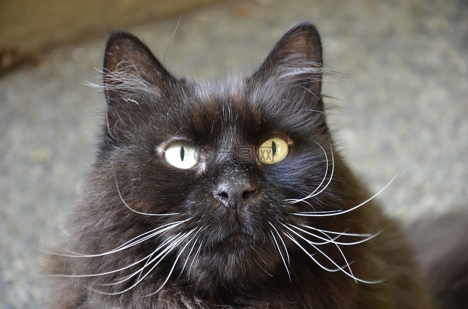 猫,黑猫,黑猫的女孩