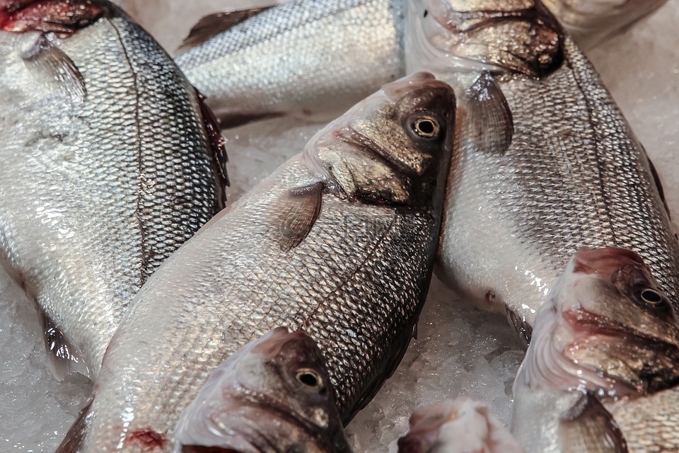 魚,海鮮,飲食高清圖庫素材免費下載(圖片編號:6809471)-六圖網