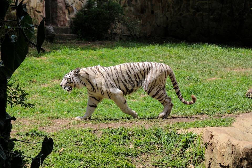 虎,動物園,動物