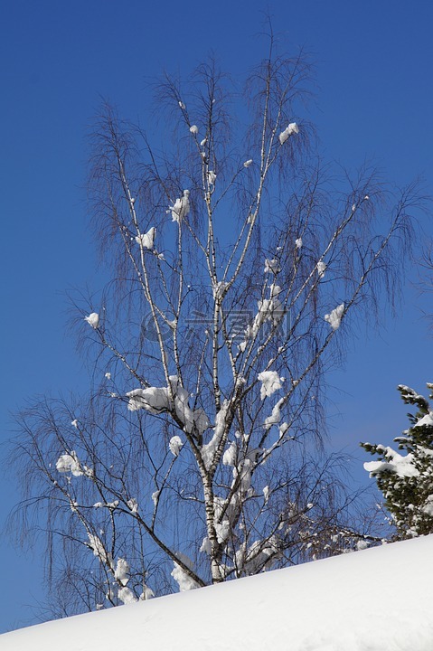 桦木,雪,蓝色