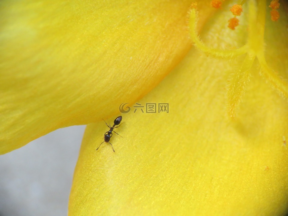 花,小绽放,小蚂蚁