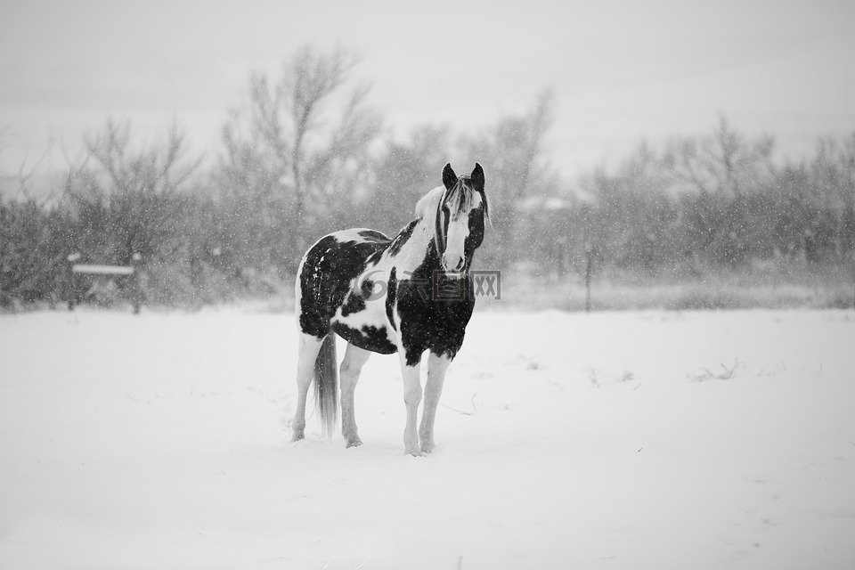 冬天,马,雪