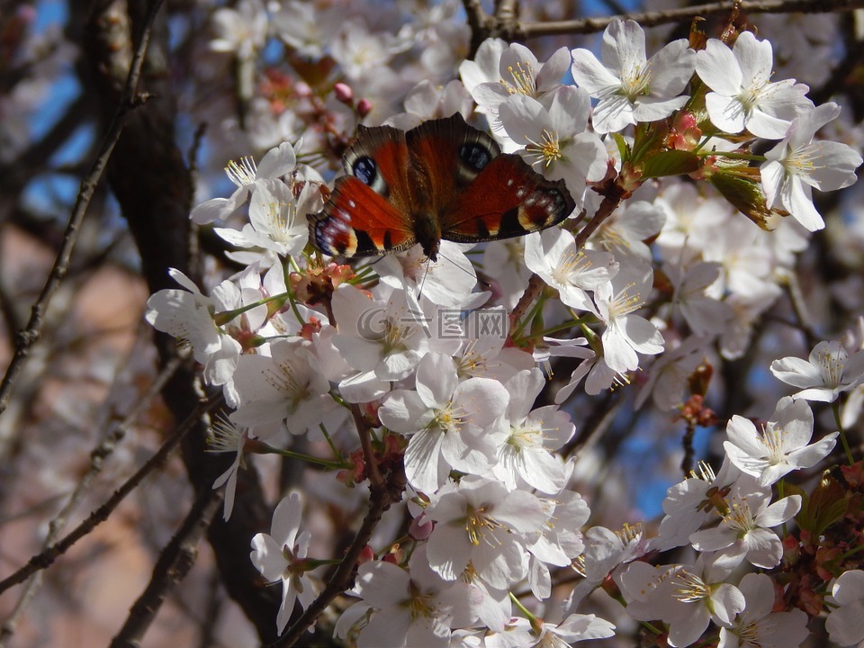 蝴蝶,春天,性质