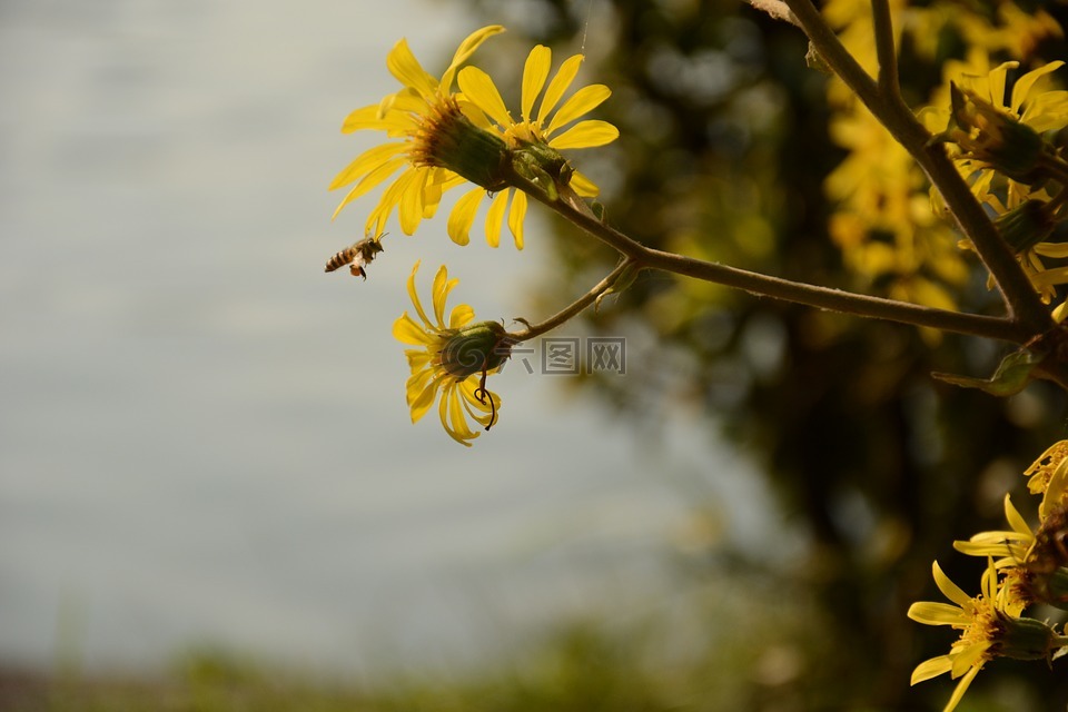 秋菊,蜜蜂,玄武湖