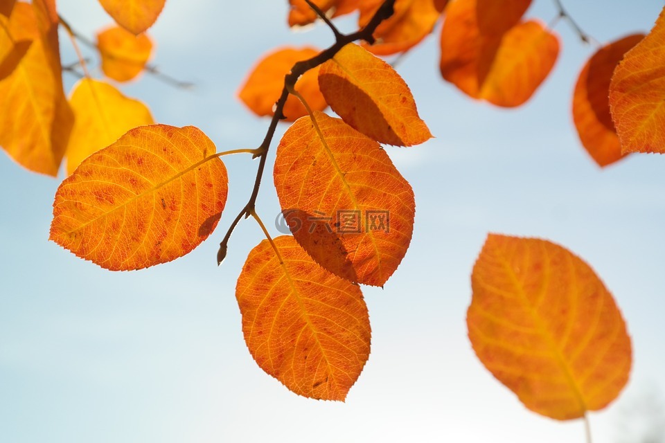 叶子,秋季,橙