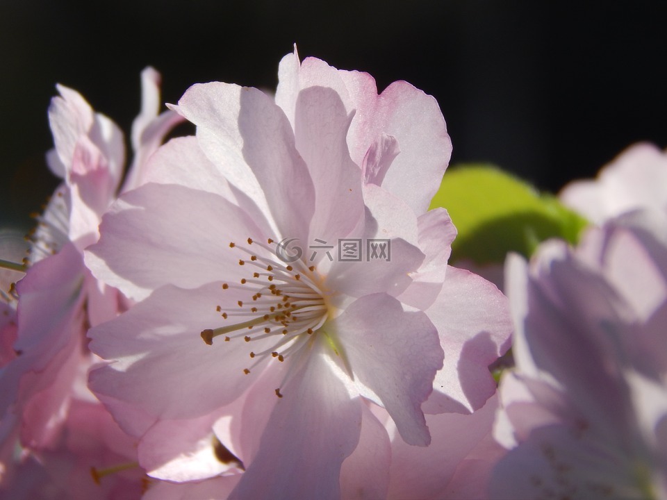 花,春天,粉红色