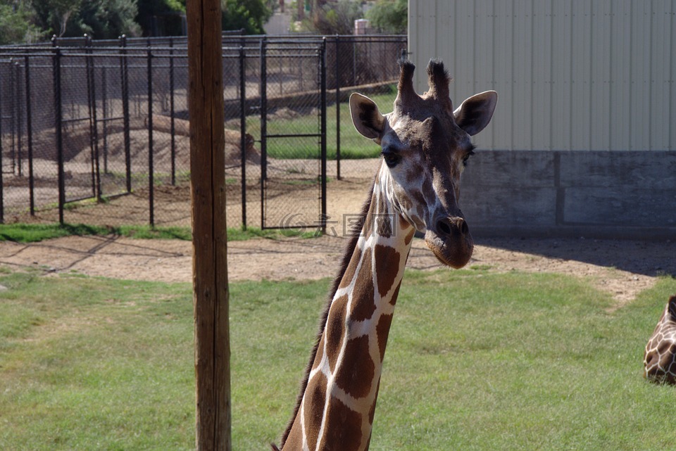 长颈鹿,长长的脖子,野生动物园