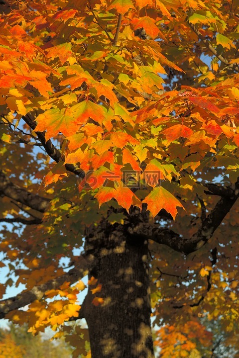 叶子,林冠,秋季