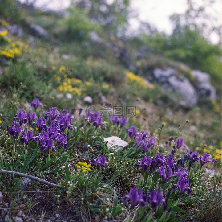 紫色,鸢尾花,自然