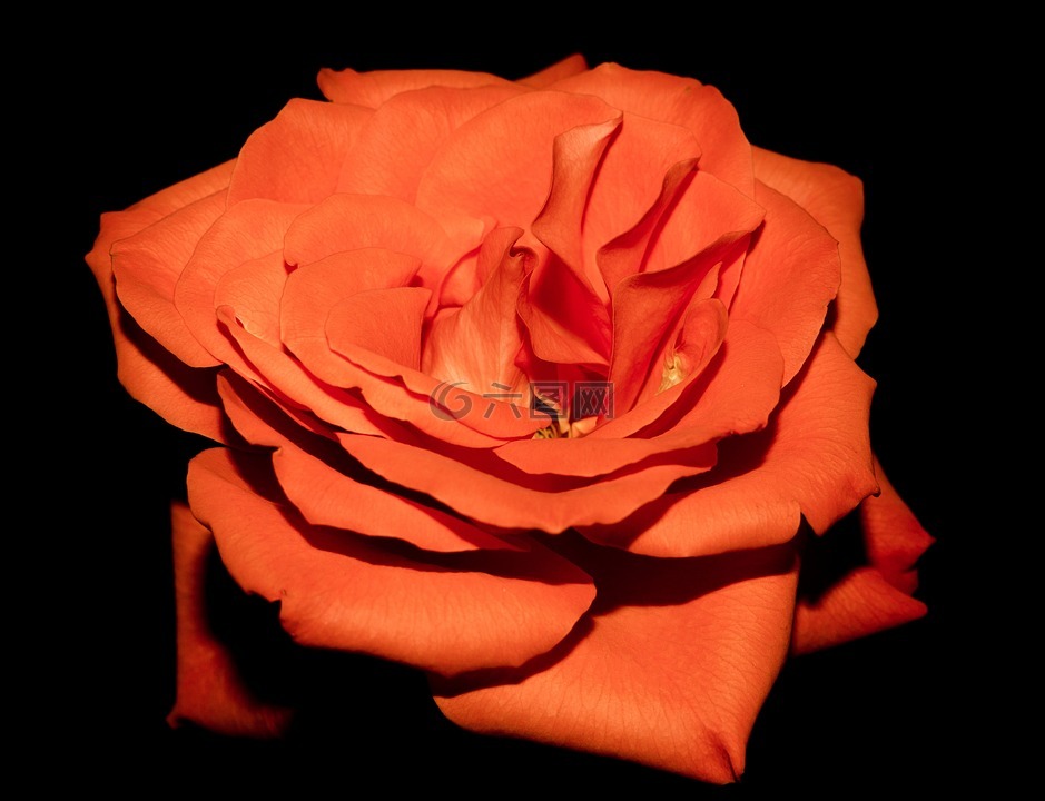 玫瑰,橙色玫瑰,橙色的植物